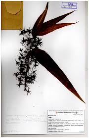 Image result for Monoon