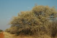 Image result for Acacia erubescens