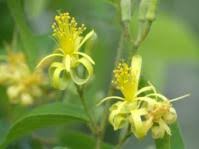 Image result for Grewia microthyrsa