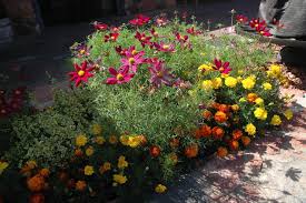 Where to plant cosmos in garden. Enjoy The Old Fashioned Appeal Of Garden Cosmos