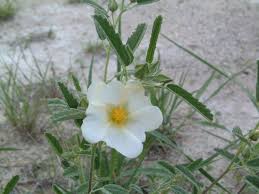 Image result for Sida ovata