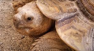 We did not find results for: Sulcata Tortoise Foaming At The Mouth Pet Sulcata Tortoise