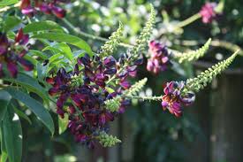 Image result for Millettia