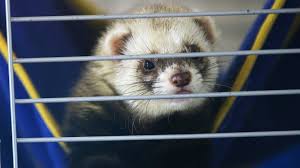 In the latter part of 2020 medical research indicated that nasal sprays, mouth washes, brushing teeth can significantly reduce the transmission of covid they said, a couple times a day. Nasal Spray Prevents Covid Infection In Ferrets Study Finds The New York Times
