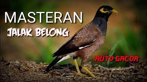 Burung jalak mempunyai suara kicauan yang merdu dan kadang bisa menirukan suara burung burung jalak kebo burung jalak kebo gacor dan rajin bunyi adalah idaman semua orang, cara. Suara Jalak Belong Nias Gacor Youtube