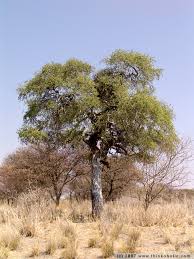 Image result for Boscia albitrunca