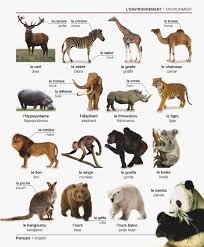 French For Newbies L Environnement French Vocabulary French Language Learning French Lessons