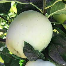 We did not find results for: Citrus And Fruit Plants Green Acres Nursery Supply