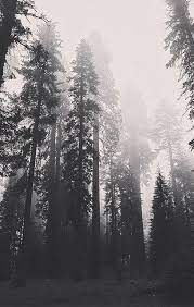 Dark Forest Nature Mist Photography Nature Photography Landscape Nature