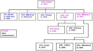 File A30 Matriline Chart 2009 Png Wikimedia Commons