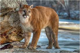 Would the cheetah run faster if it had six legs? Cougar National Geographic