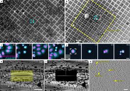 Velg blant mange lignende scener. Tailoring Cryo Electron Microscopy Grids By Photo Micropatterning For In Cell Structural Studies Nature Methods