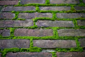 Moss is far more than that. What It Really Means When Moss Is On Your Chimney Ray Arnold Masonry General Contracting