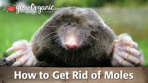 You can treat your yard regularly with surface insecticide granules or a spray. How To Get Rid Of Moles Youtube