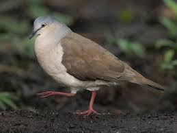 Image result for Lepidotrichilia