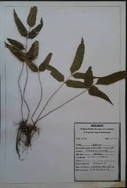 Image result for Pteris atrovirens