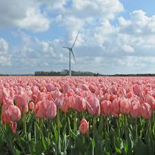 Fluwel Tulip Mystic Van Eijk Rosa Tulpen Tulpen Feld Pflanzen