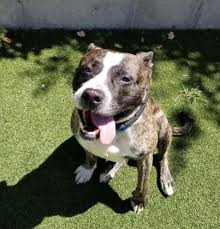 Click here to view pit bull dogs in ohio for adoption. Want A Dog After Initial Rush Of Adoptions Northeast Ohio Shelters Now Have Pets For You Cleveland Com