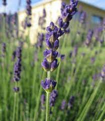 Botanical Name Lavandula Angustifolia Hidcote Blue Other Names Lavender Hidcote Blue Genus Lava Lavender Plant Lavandula Angustifolia Lavender Hidcote