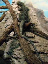Maybe you would like to learn more about one of these? Varanus Salvadorii Wikipedia
