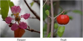 Image result for Malpighia