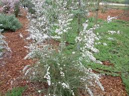 Image result for Leptospermum scoparium