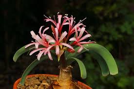 Image result for Ammocharis