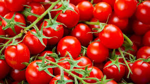 Indeterminate tomatoes are vining tomato plants that grow to an indeterminate size. Are Cherry Tomatoes Determinate Or Indeterminate Homestead Acres