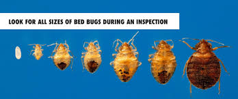 How To Stop A Bed Bug Infestation During Peak Season