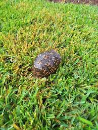 We did not find results for: Box Turtles Fred And Wilma Represent The Quiet Life Features Albanyherald Com