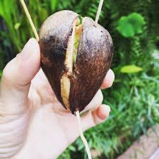 アボカド水耕栽培。種の上下を間違えた結果。。。 | よーさんのアセンションサポート☆ヨガ ブログ