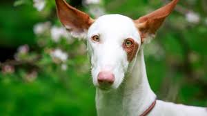 Adorable english bull dog puppy call jessy for ado posted on 5:23 am. Ibizan Hound Price Temperament Life Span