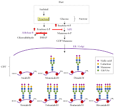 Image result for Hereditary Fructose Intolerance