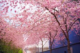 You can also upload and share your favorite sakura tree aesthetic wallpapers. Free Download Sakura Tree Cherry Blossom Background Id 250053 Hd 1440x960 For Desktop
