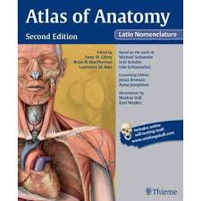 The thieme atlas of anatomy series also features neck and internal organs and head and neuroanatomy. Anne M Gilroy Atlas Of Anatomy 2 Ed Latin Nomenclature 9781604067477