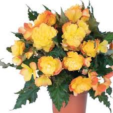 Image result for Begonia pulcherrima
