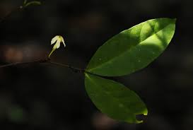 Image result for Malouetia