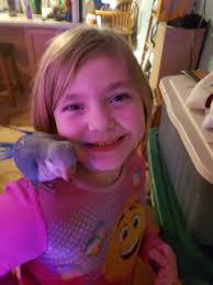 Lost Blue Quarter Parrot Tango in Vance Rd area