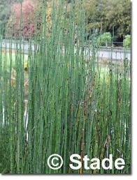 Equisetum Hyemale Var Robustum Sumpf Schachtelhalm Hier Bestellen Outdoor Pflanzen Stauden Schachtelhalm