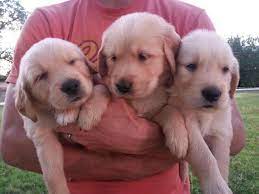 Arizona golden retriever breeder, xanadu golden retrievers, is a reputable golden retriever breeder and an akc golden retriever breeder of merit, who breeds high quality golden retriever puppies. Purebred Akc Golden Retriever Puppies 500 Males 600 Female For Sale In Gilbert Arizona Classified Americanlisted Com
