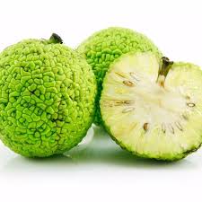 Image result for Maclura