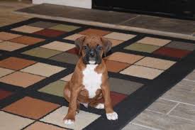 Find boxer puppies and dogs for adoption today! Mahogany Fawn Boxer Puppy For Sale In Rochester New York Classified Americanlisted Com