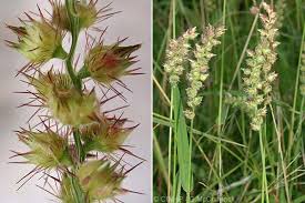 Image result for Cenchrus