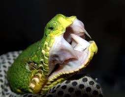 This confuses birds and lizards and the snake attacks the prey by grabbing them from a distance. Emerald Tree Boa Facts Habitat Diet Life Cycle Baby Pictures