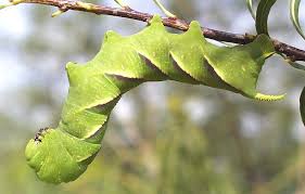 Common Caterpillars Of Southeastern Arizona