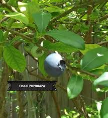 Emerald blueberry plant with large mildly sweet berries. Oneal Blueberry Pictures Growing Fruit