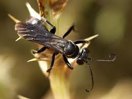 Big Black Bug That Looks Like A Wasp Pin On Tree Of Life Hymenoptera Wasps I