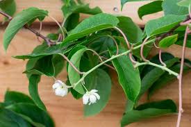 Image result for Actinidia