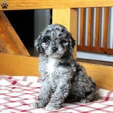 Browse cavapoo puppies for sale from 5 star breeders with uptown puppies. Cavapoo Puppies For Sale Under 500 In Nc