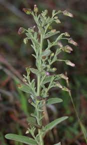 Image result for Laggera elatior